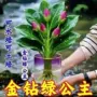 办公室植物空气盆栽绿公主