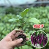 Four Seasons Vegetable seedlings, tomato seedlings small seedlings, spring planting seedlings, pepper tomato eggplant strawberry seedlings, wholesale