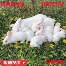 �������ӻ��w���B����������r�������������m����������һ��һĸ