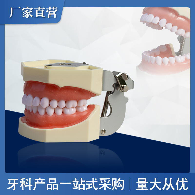 Modelo dental removible de 28 dientes para enseñanza oral, dentadura postiza para práctica oral, examen, preparación de dientes de resina, material didáctico image 1