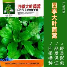 大叶茼蒿种子高产春季四季皇帝菜种孑耐热夏季秋冬季耐寒蔬菜种籽