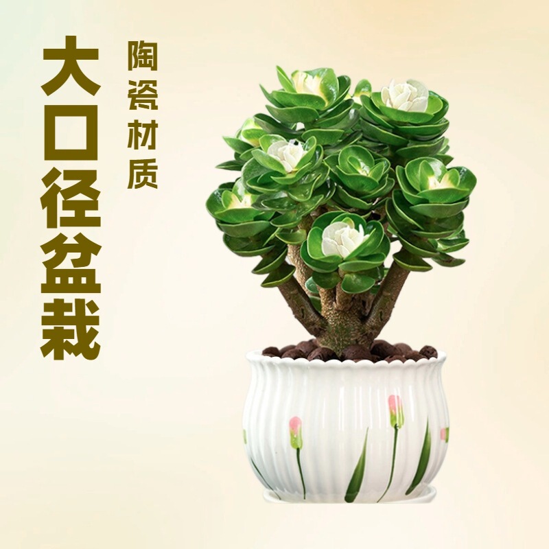 Money Tree Old Stump Succulent Indoor Potted Flower Money Tree Evergreen All Year Round Easy to Grow Drought-Tolerant Green Plant