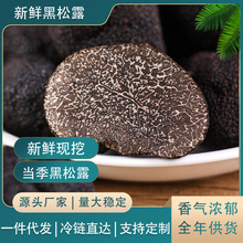 2025年云南高黎贡山新鲜黑松露菌猪拱菌产地直发一件代发批发