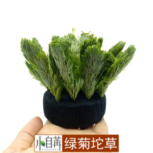 绿菊坨草大小坨后景草生态鱼缸造景鱼缸水草批发活体草缸颐佳水草