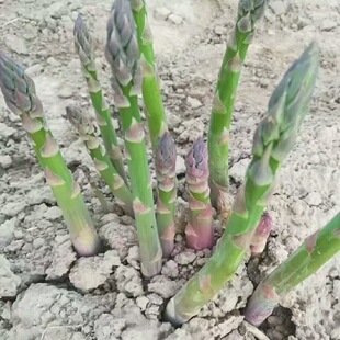 �J�S����Gɫ����ɫ�J�S��N���D�����ļ��߲����̨���Զ������