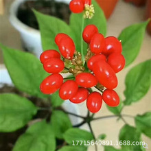 Lɽ˅˅ӎ˅˅NѷNֲt