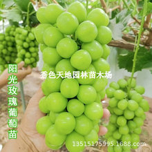 ꖹ�õ�����ј��m�o����������������ͥԺ�����ϱ����Nֲ����Y��
