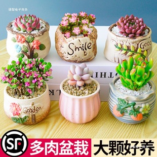 ֲM҃С¶ҵմɻϘGֲ