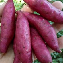 �R��������ĿС����5��t�����r�S��������ߵعϽ���ָ��������