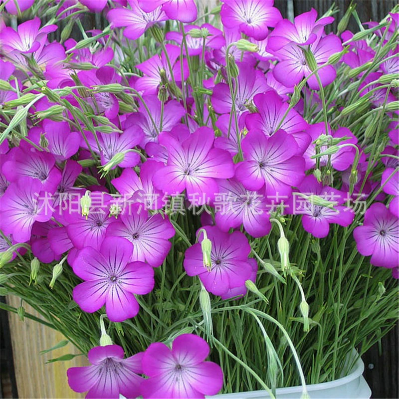 Семена Maixianweng морозостойкие полевые цветы клумба Цветочная граница Двор Пейзаж цветочный сад цветок морские цветочные семена