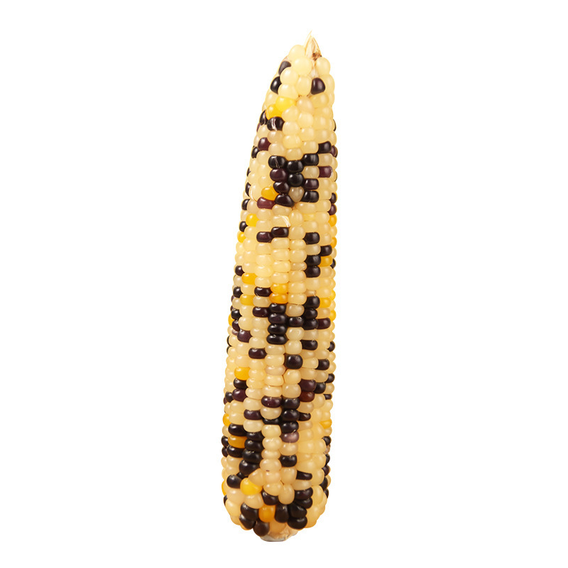 Mini maíz pequeño palo molar hámster ratón conejo oso molar snack oso oro nutritivo granos image 6