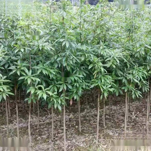 ���������������С�~�w�b��z�ľ�S̴̫��̴����