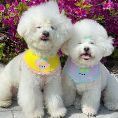 Ins風韓国四季モデルの熊が口を囲んでいる三節は犬を囲んでペットの唾液タオル猫犬が首を囲んでいる