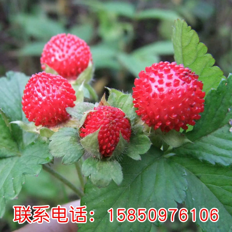 Оптовая продажа семян для защиты от плодов