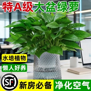 �G�}�����k���҃�����Gֲˮ���B���~�G�j�����՚��B��ȩֲ��