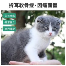 养只宠物硫酸软骨素猫咪宠物折耳猫专用软骨素钙片