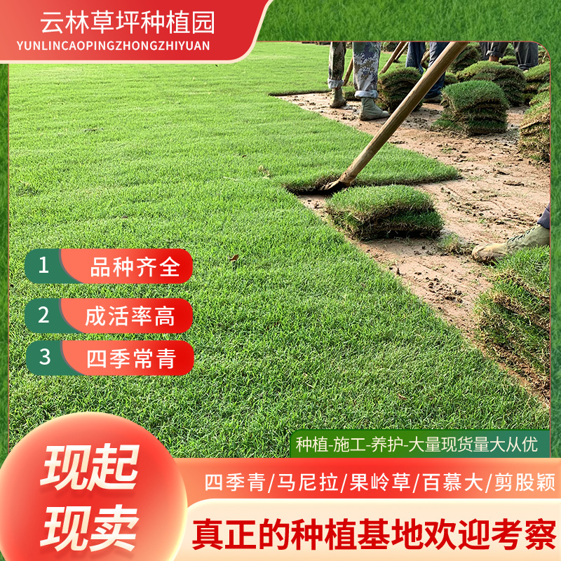 草皮真草带泥草坪带土真草皮庭院别墅高尔夫带土马尼拉草皮