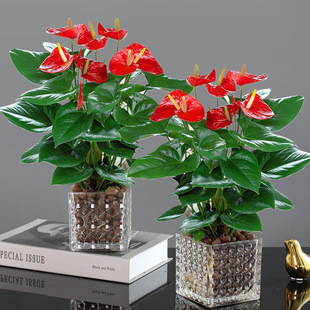 Anthurium and White Anthurium Potted Plants, Indoor Florals, Easy to Grow, Hydroponic, Smooth Sailing, Large Pots, Water-Cultured, Evergreen Green Plants in All Seasons