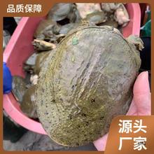 小甲鱼苗鲜活体食用公母小外塘放养中华鳖苗套养散养垂钓卤味麻辣