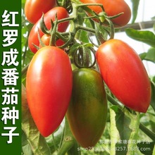 紅羅成番茄種子羅馬西紅柿大聖女果蔬菜種籽孑陽台可盆栽庭院地栽