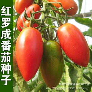 �t�_�ɷ��ѷN���_�R���t�����}Ů���߲˷N�����̨������ͥԺ����