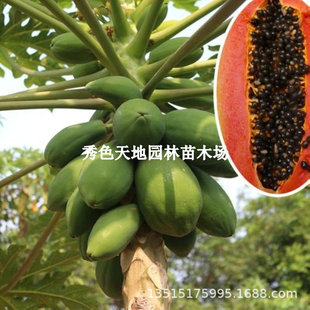 ����ˮ��ľ�����ش���t��߮a���Ǽt�������ļ����Ե��Ԯ���Y��