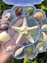 。天然海螺贝壳套餐海星标本礼盒装儿童海洋生物科普材料幼儿园礼