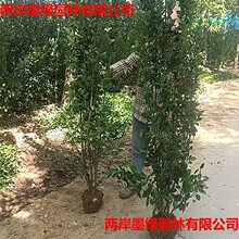 S~SlìG̘GhɫͥԺGh