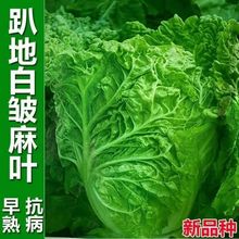 偲˷NӴȫo~ײ˰İײ˷NԭbNӴȫll