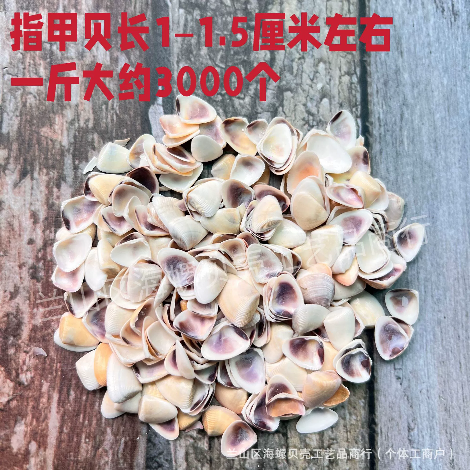 Shell Natural Shell Conch Stars Drifting Bottle Shell Crafts Wholesale Diy Handmade Shell Materials