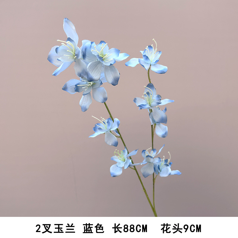 2갈래 목련, 블루