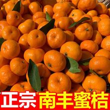 江西南豐蜜桔子新鮮水果黃橘子薄皮應季時令水果小貢橘沙糖桔批發
