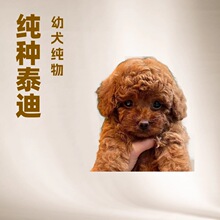 ���N��̩����ȮС�w������w��̩��Ȯ�L�����F�eȮ�豭ȮС�����w