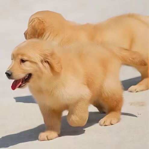 Purebred Golden Retriever Puppies, Live Dogs, Pets, Large Search and Rescue Dogs, Guard Dogs, Working Dogs, Patrol Dogs, Puppies Purebred Golden Retriever Puppies, Live Dogs, Pets, Large Search and Rescue Dogs, Guard Dogs, Working Dogs, Patrol Dogs, Puppies