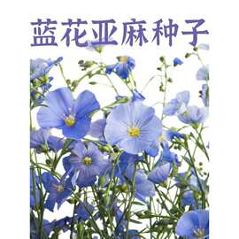 蓝花亚麻花种子阳台盆栽庭院花坛四季播种易活多年生蓝紫花卉种孑