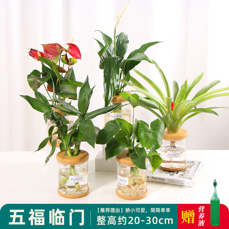 Plantas hidropónicas en maceta de flores de oficina de flores pequeñas plantas verdes en todas las estaciones, fácil de cultivar plantas en maceta de agua suculenta.