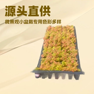 室内绿植色彩多样网纹草苗趣味微景观小盆栽绿墙吊兰四季常绿好养