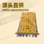 常绿趣味色彩景观网纹草