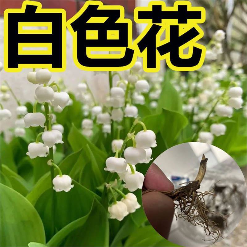 [Te doy una maceta de orquídeas con raíces y brotes, buena resistencia al frío, fragancia fuerte, plantas en floración hidroponía, flores de cultivo de tierra.