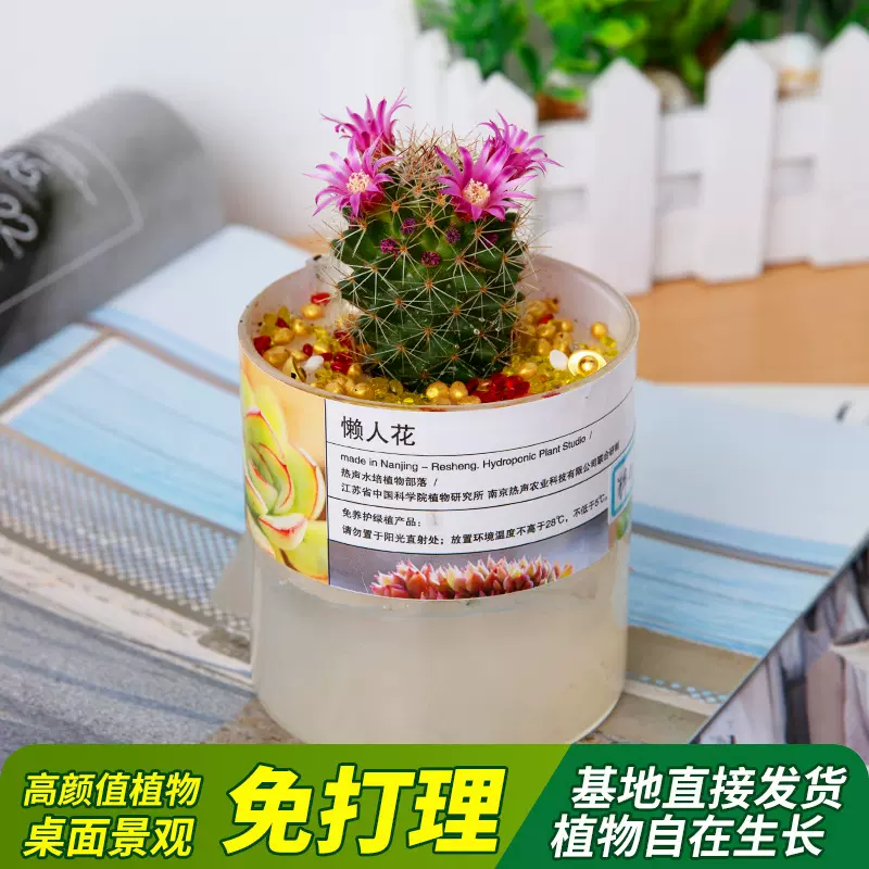 多肉植物套餐含带盆肉肉组合龙神柱盆栽办公室小盆栽免搭理好养活