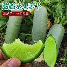 【今年新种】冰糖水果萝卜种子农家蔬菜种四季播种盆栽绿萝卜种籽