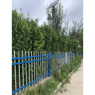 四季常青冬青树苗篱笆墙苗大叶黄杨直立北海道庭院绿篱用耐寒植物