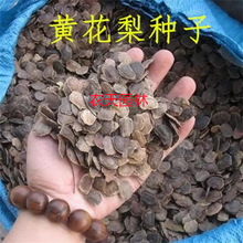 正宗海南黄花梨种子沉香种子籽小叶紫檀种子菩提种子金丝楠木种子