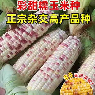 �����Ŵ���׷N�Ӳ���Ŵˮ��������ճ����ԭ�b�ļ��߲˷N�Ӵ�ȫ