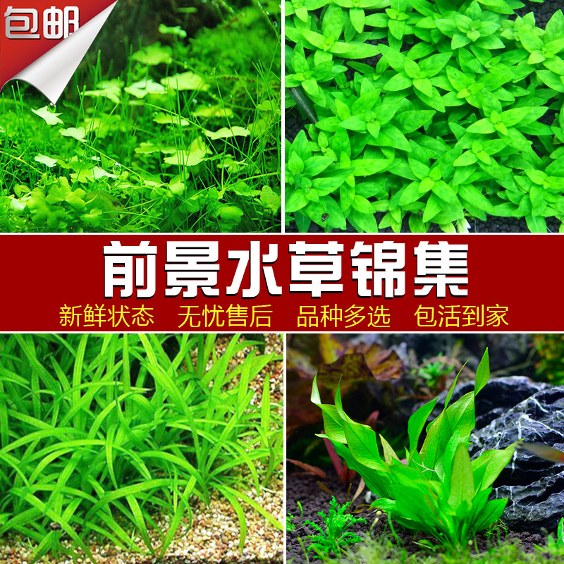 水槽水草モス本物の植物水槽中背景緑菊ムカデ草陰造園装飾緑植物本物の草|undefined