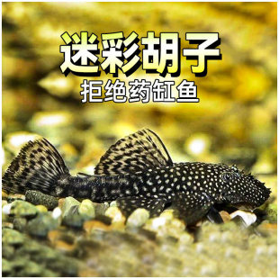 �Բʺ����~ˮ�ݸ׏�Ч���G����̦�����󷫶̷��ں��ӹ����~���w