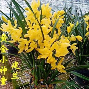 ����12�玧����  �S��С��ͯ �҃������m�� �_����