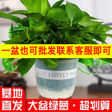 �G�}���l�����҃�����Gֲ������՚⻨�ܾG�j���m�辰����ֱ�l