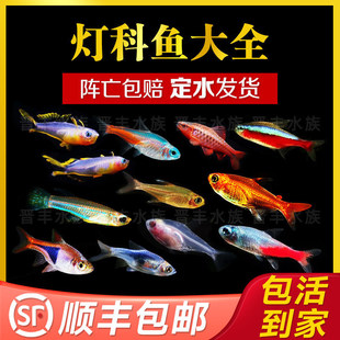 �^�p�~�����~���w����ӡ���{�۟�ɏ����ɏ�޺�t�G��Ⱥ��С���~