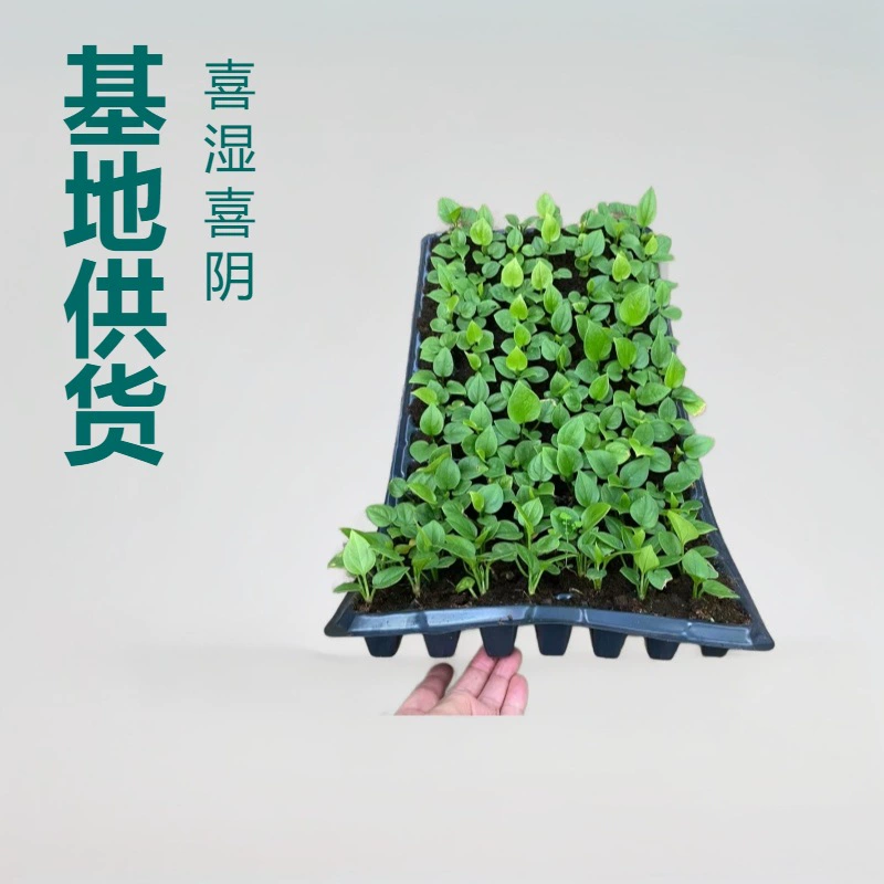 Модное комнатное декоративное зеленое растение в горшке, легко выращивать и ухаживать, благоприятное украшение сада, вечнозеленое круглый год.